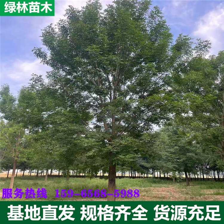 海棠树苗移栽前要准备什么?提高缓苗速度的关键步骤 海棠树苗移栽前要准备什么?提高缓苗速度的关键步骤