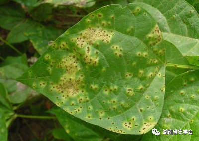 海棠种植时间怎么安排？春栽与秋栽的管理重点 海棠种植时间 海棠