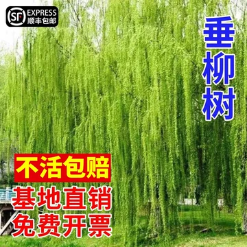 海棠苗木栽植深度如何把握？常见误区与调整方法