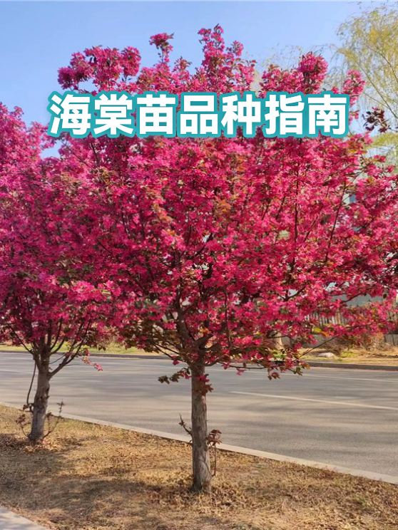 海棠树浇水不是越多越好：不同生长期的水分管理 海棠浇水 海棠