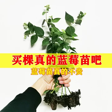 海棠施肥怎么做更稳妥？基肥、追肥与控肥思路