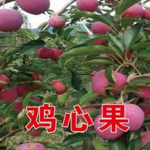 海棠苗木定植后如何养护?前30天管理要点 海棠苗木定植后如何养护?前30天管理要点