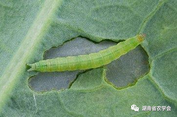 海棠苗木定植后如何养护?前30天管理要点 海棠苗木定植后如何养护?前30天管理要点