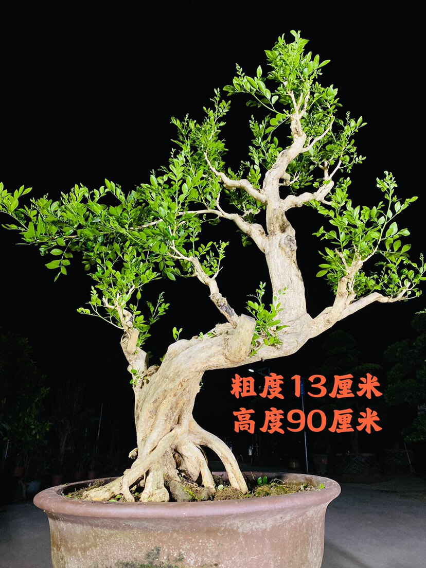 海棠苗木定植后如何养护?前30天管理要点 海棠苗木定植后如何养护?前30天管理要点