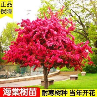 海棠苗木成活率受哪些因素影响？从起苗到养护逐项分析