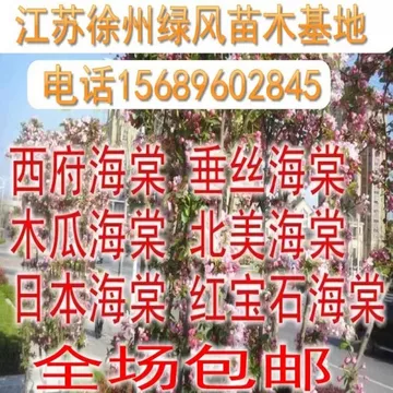西府海棠怎么养?观花效果与树势管理兼顾的方法 西府海棠怎么养?观花效果与树势管理兼顾的方法