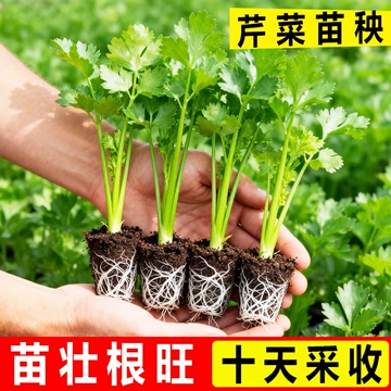 木瓜海棠栽培管理要点:光照、土壤与修剪如何配合 木瓜海棠栽培管理要点:光照、土壤与修剪如何配合