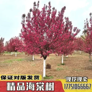 绚丽海棠园林应用怎么搭配?景观效果与养护兼顾