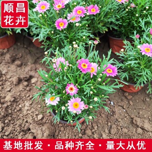 绚丽海棠园林应用怎么搭配?景观效果与养护兼顾 绚丽海棠园林应用怎么搭配?景观效果与养护兼顾