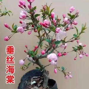 冬红海棠栽植后如何管理?从缓苗到越冬的养护思路