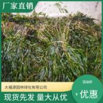 王族海棠苗木如何选择?工程用苗规格与树形观察方法