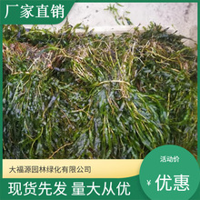 王族海棠苗木如何选择?工程用苗规格与树形观察方法 王族海棠苗木如何选择?工程用苗规格与树形观察方法