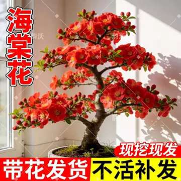 苗木起苗前要做哪些准备?减少根系损伤的操作要点 苗木起苗前要做哪些准备?减少根系损伤的操作要点
