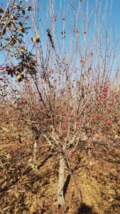 苗木种植土怎么改良？透气、保水与排水需要平衡