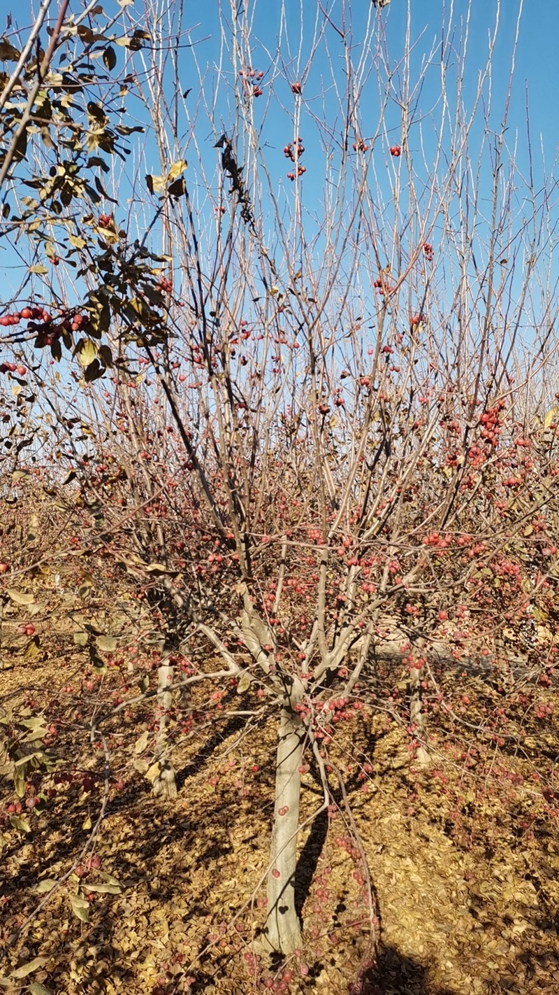 苗木种植土怎么改良?透气、保水与排水需要平衡 苗木种植土怎么改良?透气、保水与排水需要平衡