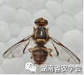 苗木种植土怎么改良?透气、保水与排水需要平衡 苗木种植土怎么改良?透气、保水与排水需要平衡
