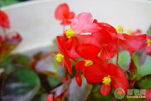 苗圃春季管理重点有哪些？萌芽前后工作安排建议