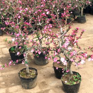 苗圃秋季管理怎么做？促进枝条充实并为越冬做准备