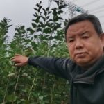 苗圃冬季如何养护？防寒、清园与土壤管理要点