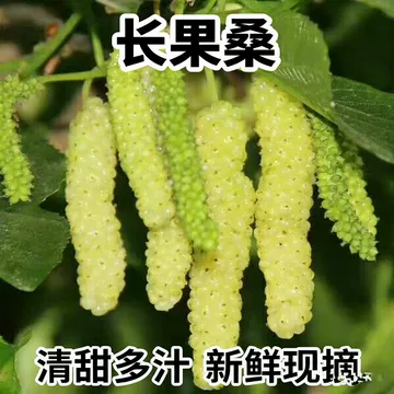 苗木修剪后的伤口如何管理?工具、切口与后续养护 苗木修剪后的伤口如何管理?工具、切口与后续养护