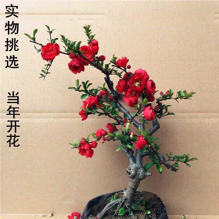 苗木修剪后的伤口如何管理?工具、切口与后续养护 苗木修剪后的伤口如何管理?工具、切口与后续养护