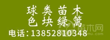 苗木修剪后的伤口如何管理?工具、切口与后续养护 苗木修剪后的伤口如何管理?工具、切口与后续养护
