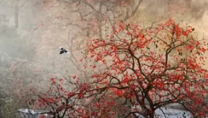 绿化苗木规格怎么看？地径、胸径、冠幅和分枝点的含义