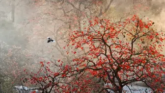 绿化苗木规格怎么看?地径、胸径、冠幅和分枝点的含义 绿化苗木规格怎么看?地径、胸径、冠幅和分枝点的含义