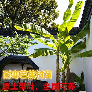 绿化苗木规格怎么看?地径、胸径、冠幅和分枝点的含义 绿化苗木规格怎么看?地径、胸径、冠幅和分枝点的含义