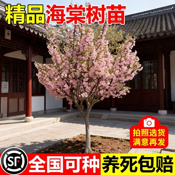 工程苗采购时要看哪些指标?避免只比较价格 工程苗采购时要看哪些指标?避免只比较价格