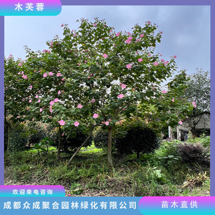 园林苗木进场验收怎么做?根系、土球与树冠逐项检查 园林苗木进场验收怎么做?根系、土球与树冠逐项检查