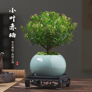 绿化工程苗木栽植流程：从进场到支撑养护的完整思路 绿化工程苗木栽植 苗木