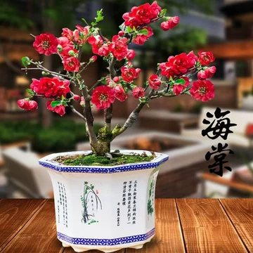 绿化工程苗木栽植流程：从进场到支撑养护的完整思路