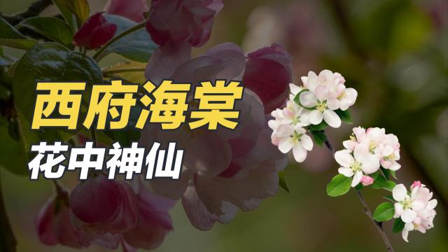 苗木土球大小为什么重要?移栽成活与根系保护的关系 苗木土球大小为什么重要?移栽成活与根系保护的关系