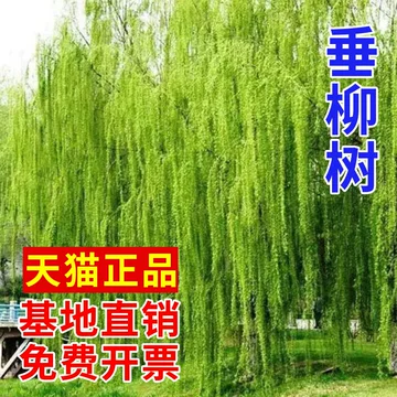 园林树苗支撑怎么做更合理?牢固与不伤树皮要兼顾 园林树苗支撑怎么做更合理?牢固与不伤树皮要兼顾