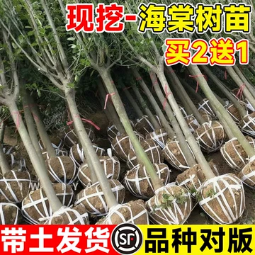 苗木栽后覆土要注意什么?回填、踏实与浇定根水的方法 苗木栽后覆土要注意什么?回填、踏实与浇定根水的方法