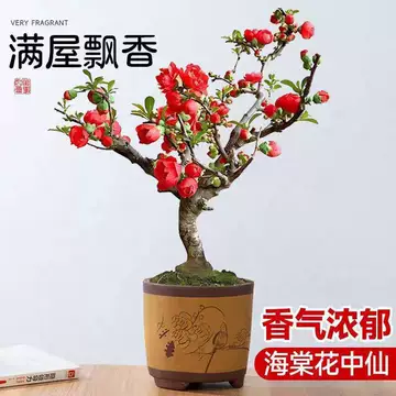 定根水怎么浇才有效?苗木移栽后的第一次浇水要点 定根水怎么浇才有效?苗木移栽后的第一次浇水要点
