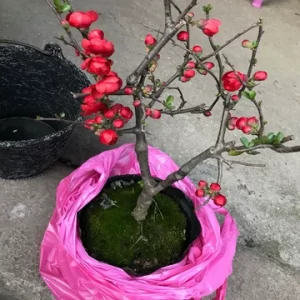 苗木缓苗期多长？如何通过新芽和根系判断恢复情况