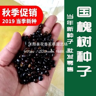 海棠叶片发黄常见原因有哪些?水肥、根系和环境逐项排查 海棠叶片发黄常见原因有哪些?水肥、根系和环境逐项排查