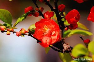 海棠不开花可能是什么原因？光照、修剪和树势都要看