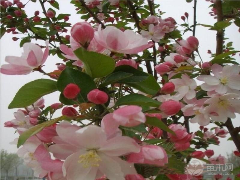 海棠不开花可能是什么原因?光照、修剪和树势都要看 海棠不开花可能是什么原因?光照、修剪和树势都要看