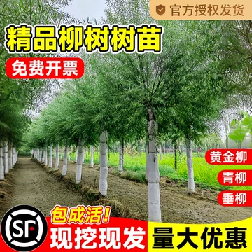 海棠花后如何管理?修剪、补肥和水分控制要点 海棠花后如何管理?修剪、补肥和水分控制要点