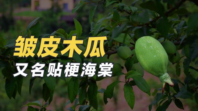 海棠落叶后要做什么?清园与休眠期管理思路 海棠落叶后要做什么?清园与休眠期管理思路