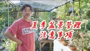 海棠苗木春季萌芽前如何管理？浇水施肥不要过早过量
