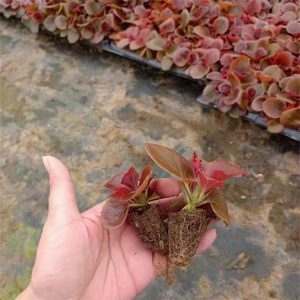 海棠夏季养护重点：高温、积水和徒长问题如何处理