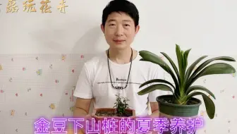 庭院种海棠怎么选位置？采光、排水和观赏视线都很重要 庭院海棠 海棠