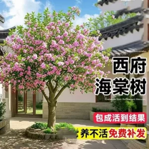 公园景观中海棠如何成片配置?避免花期过后景观单一