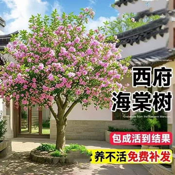公园景观中海棠如何成片配置？避免花期过后景观单一 公园海棠配置 海棠