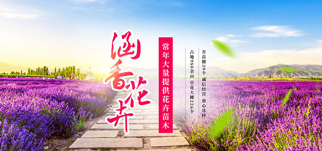海棠工程苗如何分级?同一规格也要看树势和冠形 海棠工程苗如何分级?同一规格也要看树势和冠形