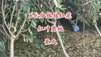 海棠苗木价格受什么影响?规格、树形和起苗方式都是因素 海棠苗木价格受什么影响?规格、树形和起苗方式都是因素